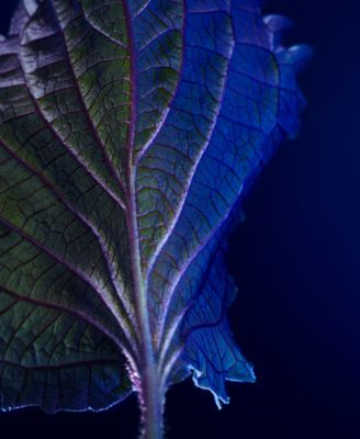 Hugo Boss Hugo Boss Men's BOSS Bottled Triumph Elixir Parfum Intense Spray, 3.3 oz.