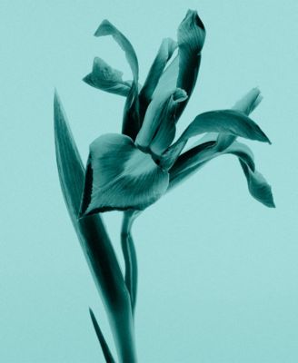 Tiffany & Co. Sheer Eau de Toilette Fragrance Collection