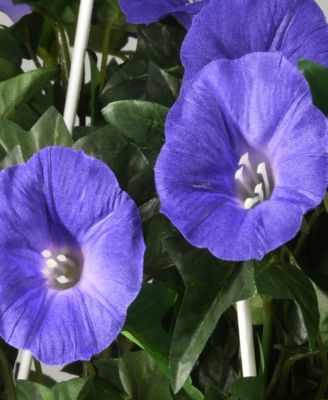 44 Hanging Morning Glory Plant