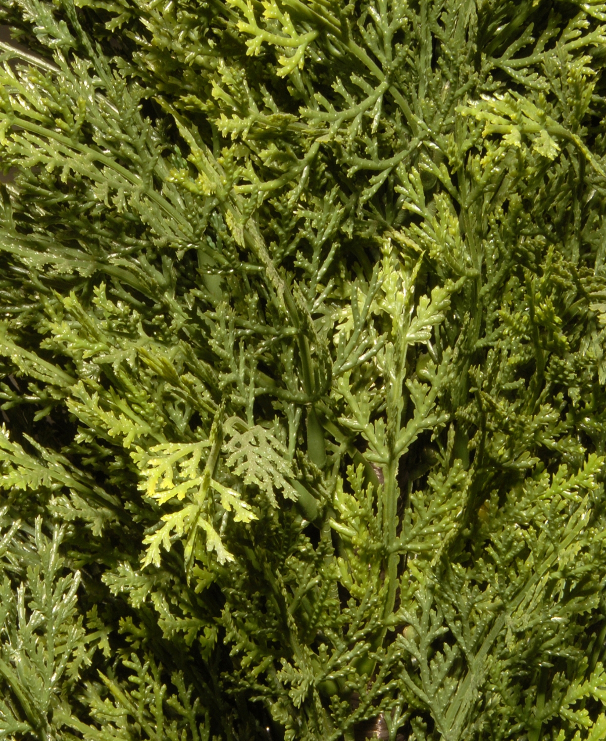 National Tree Company Cedar Tree