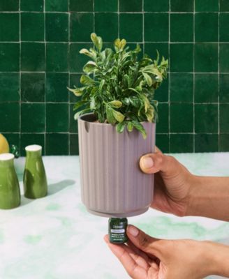 Boxwood Plant Diffuser