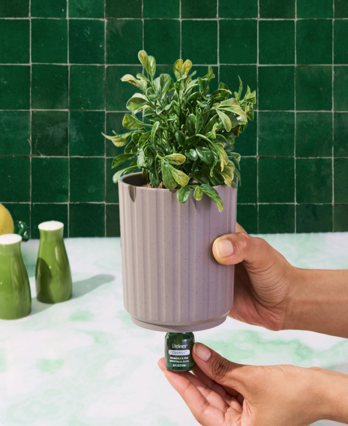 Lifelines Boxwood Plant Diffuser In Ribbed Gray