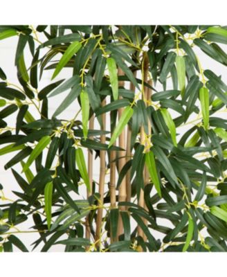 Cane Tree in Cylinder Planter – Sleek Indoor/Outdoor Plant for Modern Decor