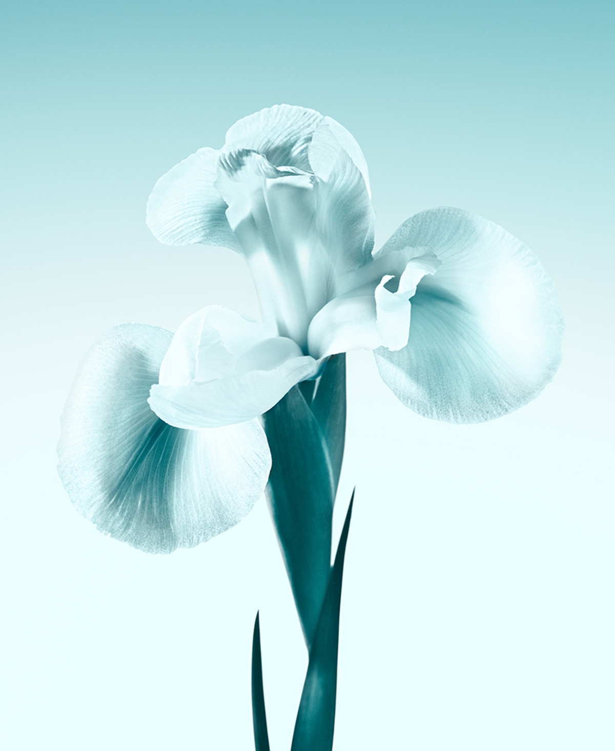 Tiffany & Co. 3-Pc. Tiffany Eau de Parfum Holiday Gift Set