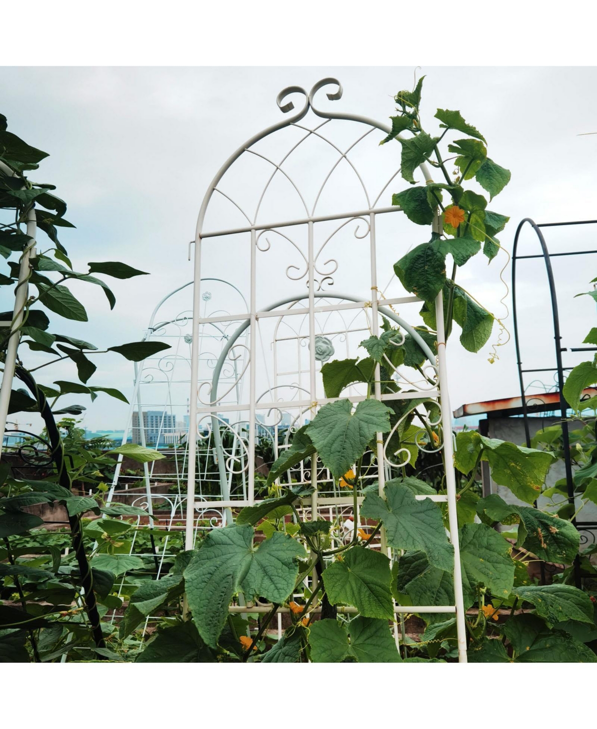 Slickblue 2-Pack Metal Garden Trellis – 86.7'' x 19.7'', Rustproof CreamTrellis for Climbing Plants and Outdoor Flower Support - White