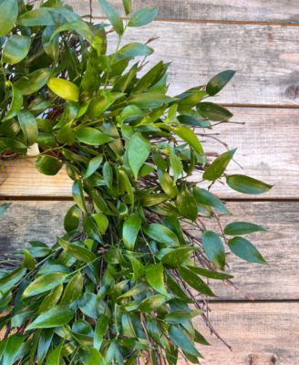 Long Lasting Italian Ruscus Real Wreath, 22"