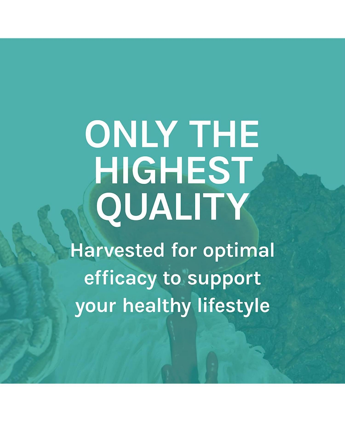 Host Defense MycoBotanicals Stress Decompress Capsules - Mushroom Supplement with Lemon Balm & Ashwagandha Root - Relaxation Capsules with Reishi, Lio