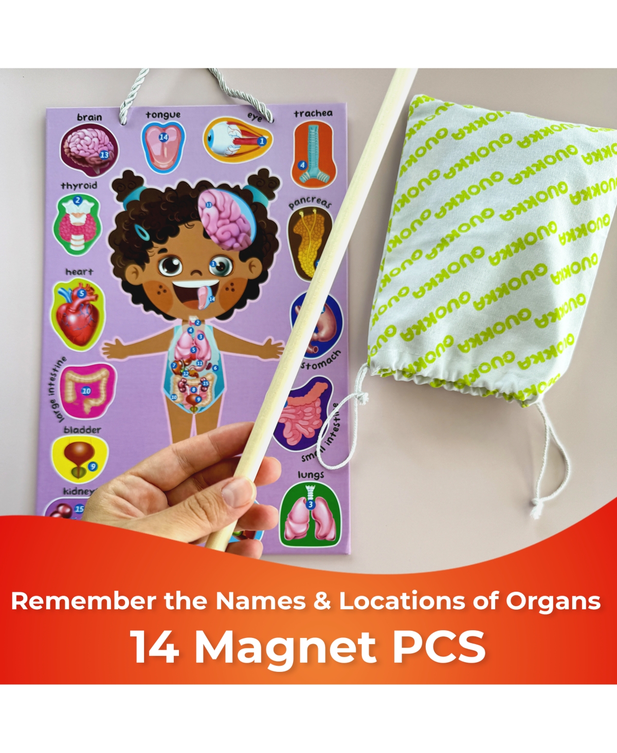 Quokka Human Body Parts Anatomy Skeleton Magnetic Puzzles for Kids 3-5 - Assorted Pre-pack (See Table 9
