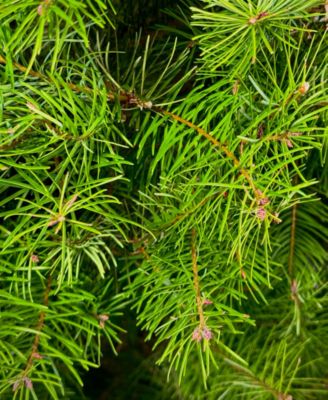 Fresh Cut Real Christmas Tree Douglas Fir 4'-5'