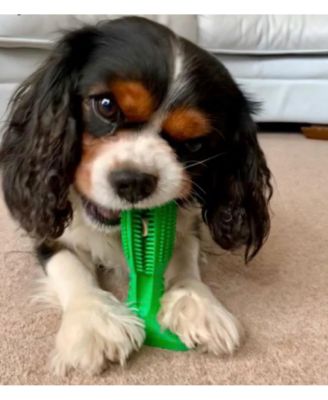 Dog Toothbrush Chew Toy