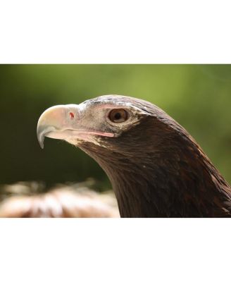 RF 200-800mm f/6.3-9 IS USM Lens