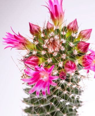 Moisture Conditioner, 10.1 oz.