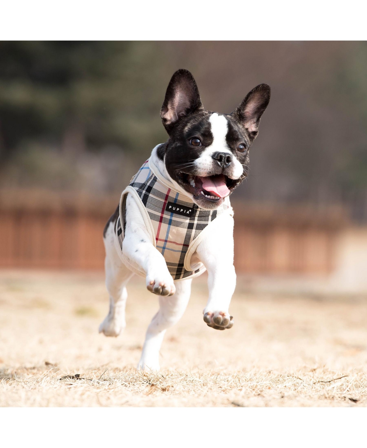 Puppia Junior Harness B