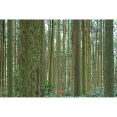 RF-S 18-45mm f/4.5-6.3 IS STM Lens