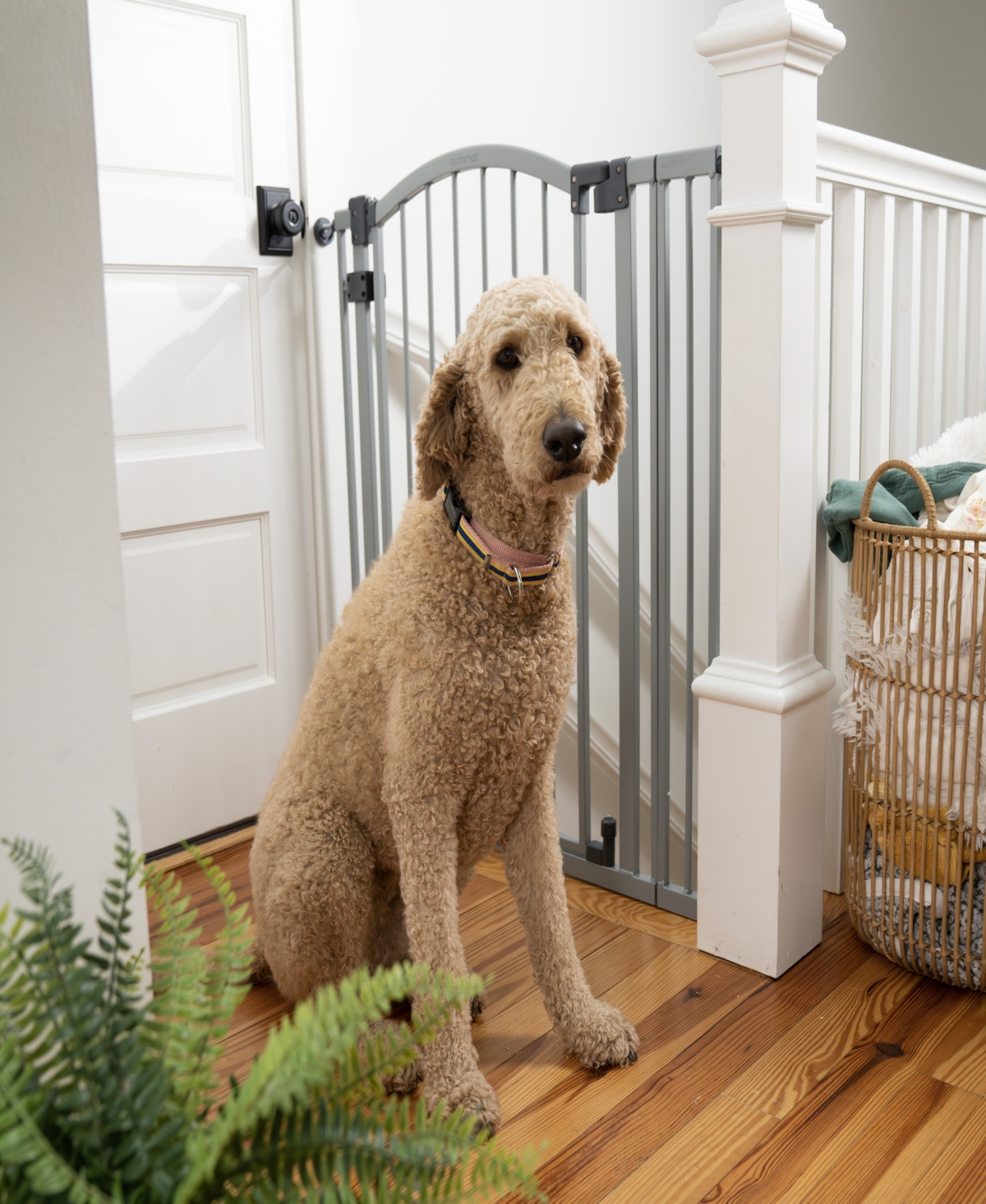 Ingenuity Baby The Thruway 53w Series Baby And Dog Gate