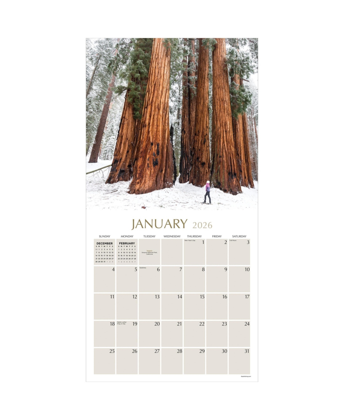 2026 Trees Wall Calendar - Multicolor