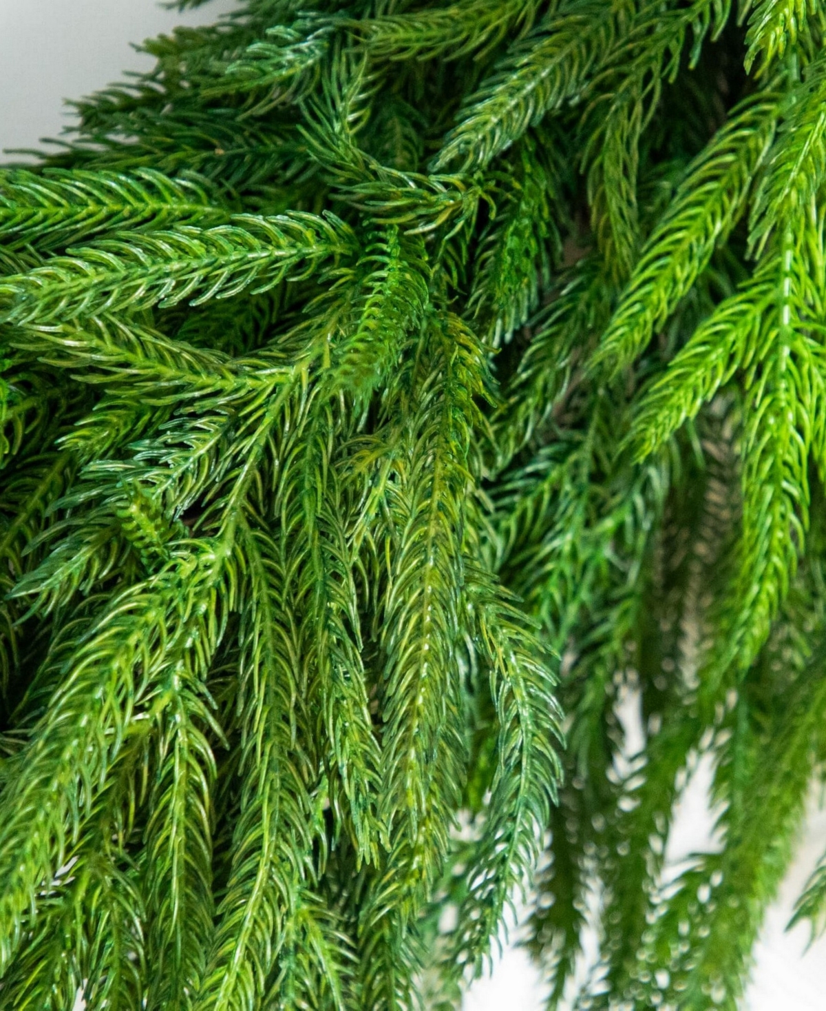 Nearly Natural 24" Artificial Touch Norfolk Island Pine Wreath With Natural Look In Green