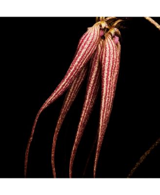 Bal d'Afrique Absolu de Parfum Spray, 1.6 oz.