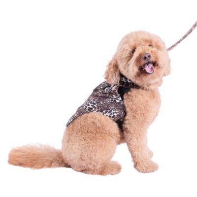 Natori Leopard Raincoat & Harness Set - S