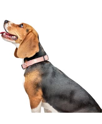 Dogistry The x Fi Sweetheart Collar