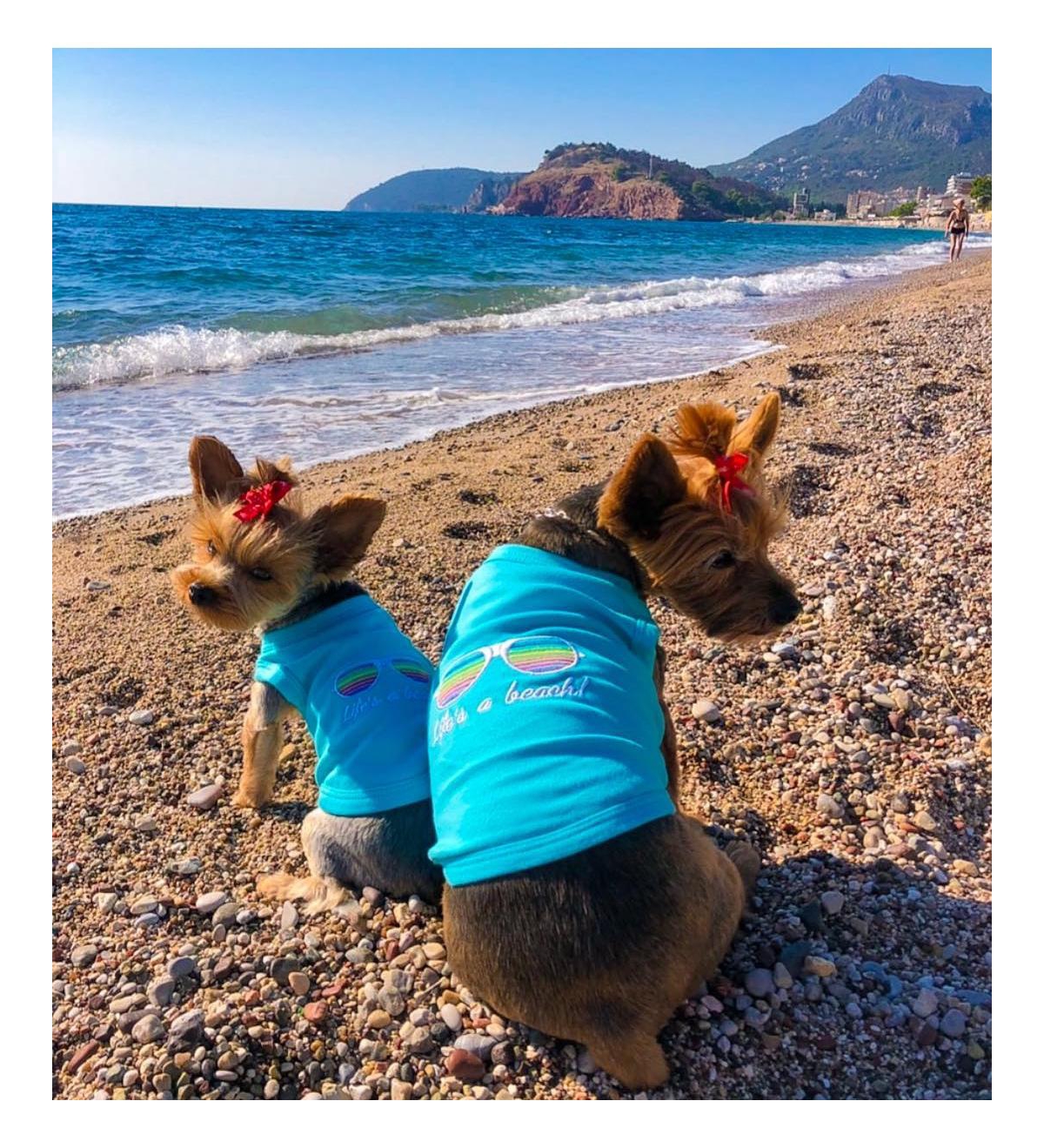 Parisian Pet Life's a Beach