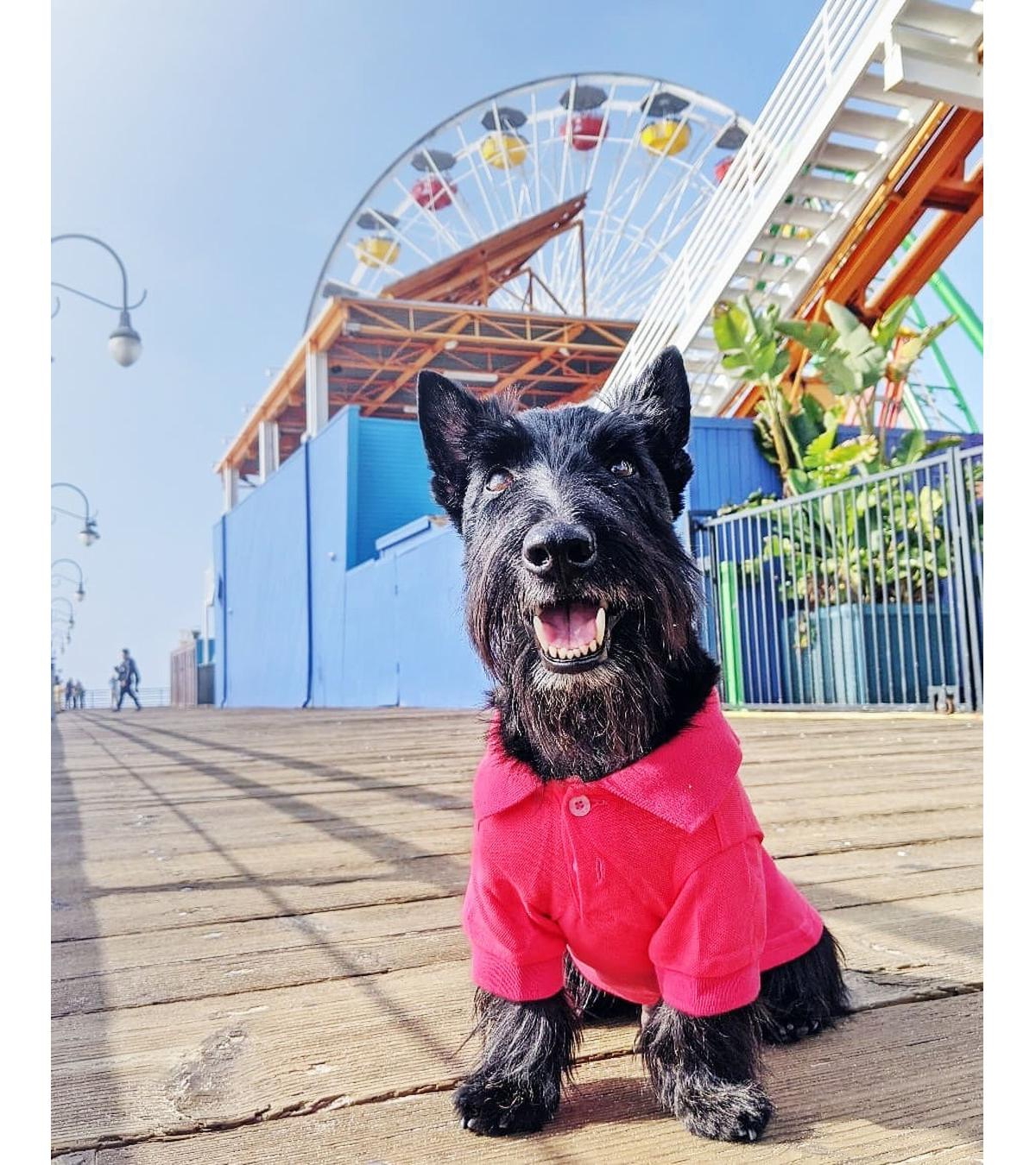 Parisian Pet Polo Pink