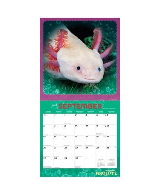 Adorable Axolotl | 2026 12 x 24 Inch (Hanging) Monthly Square Wall Calendar | Plastic-Free