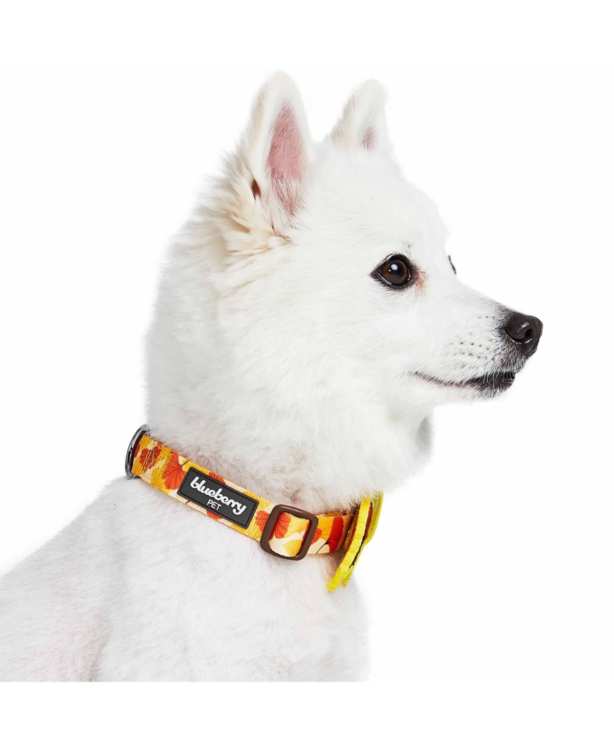 Blueberry Pet Fall Thanksgiving Dog Collar with Detachable Decor