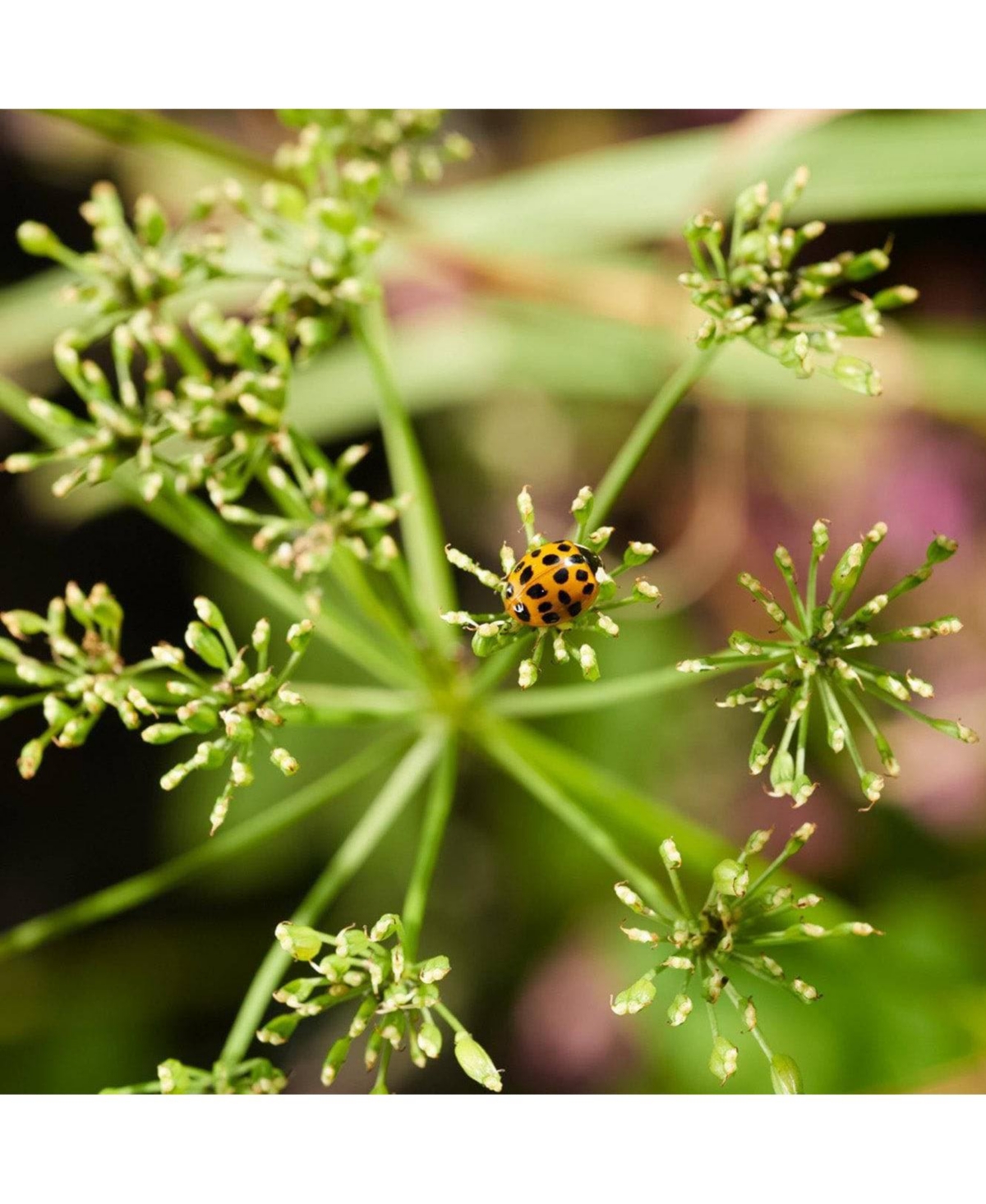 Haba Terra Kids Magnifying Glass – Sturdy Explorer Tool with 2 Lenses + Built-In Mini Scope for Nature Discovery