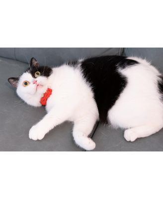 Breakaway Cat Collar with Bell Detachable Bowtie Adjustable Safety for Small Pets