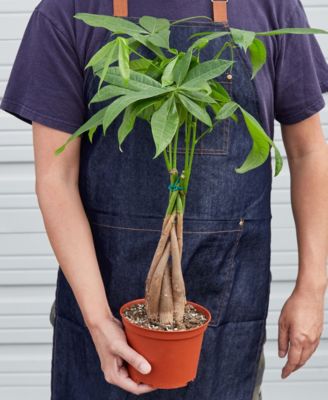 laniata monstera Monstera Laniata - House Plants Delivery Toronto