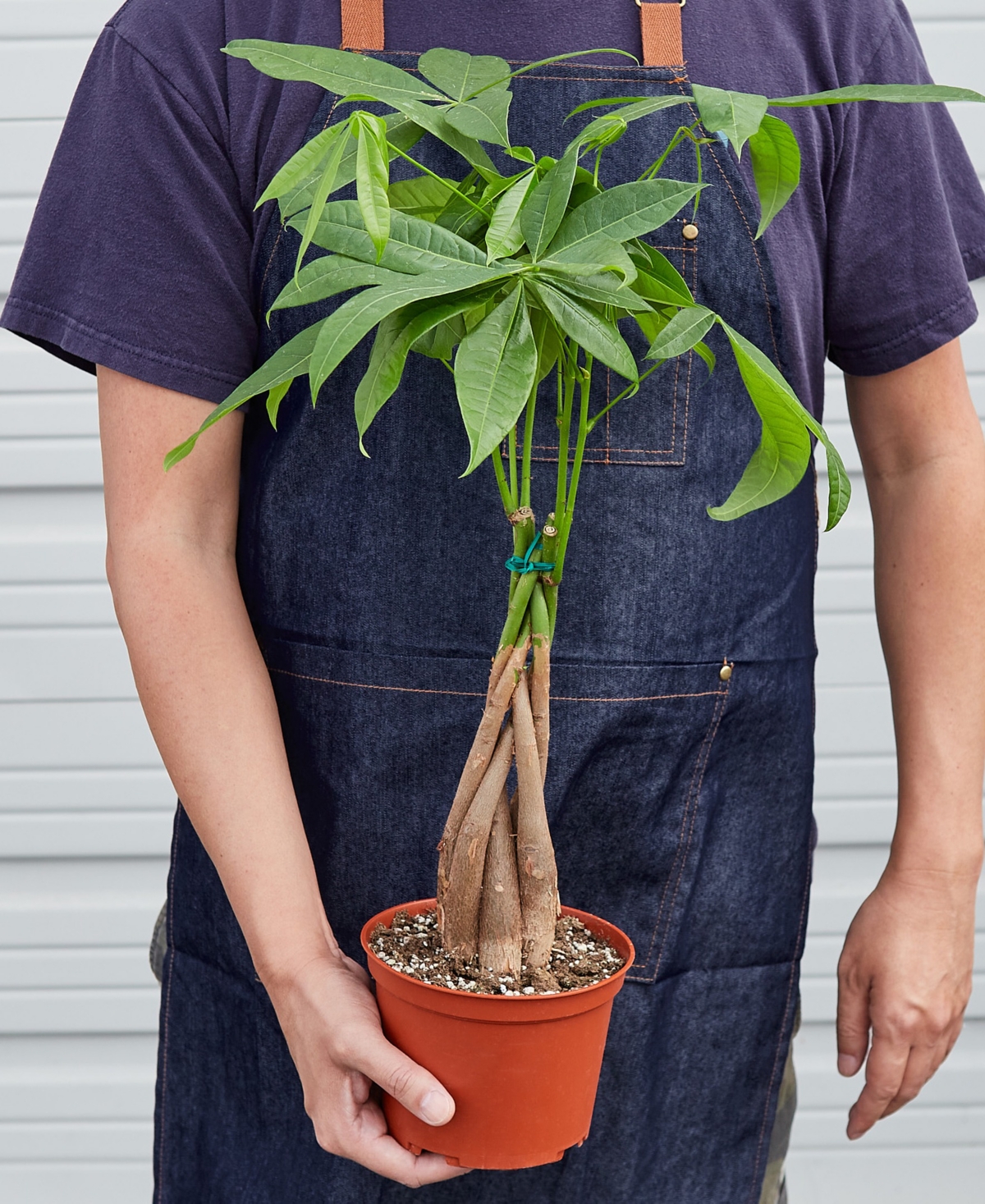 Money Tree 'Guiana Chestnut' Pachira Braid Live Plant, 6" Pot