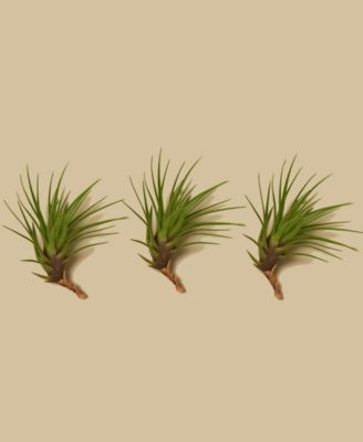 Tillandsia Tricolor Live Air Plants, Pack of 3