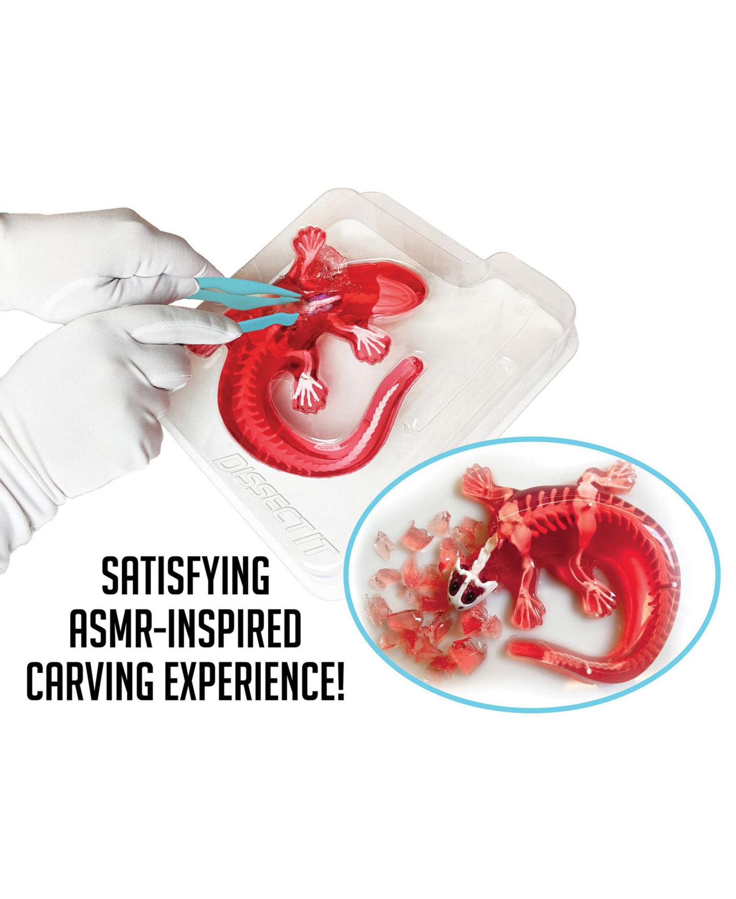 Детская игрушка Dissect-It Salamander Anatomy Lab Toy, Ages 6+ — фото 4