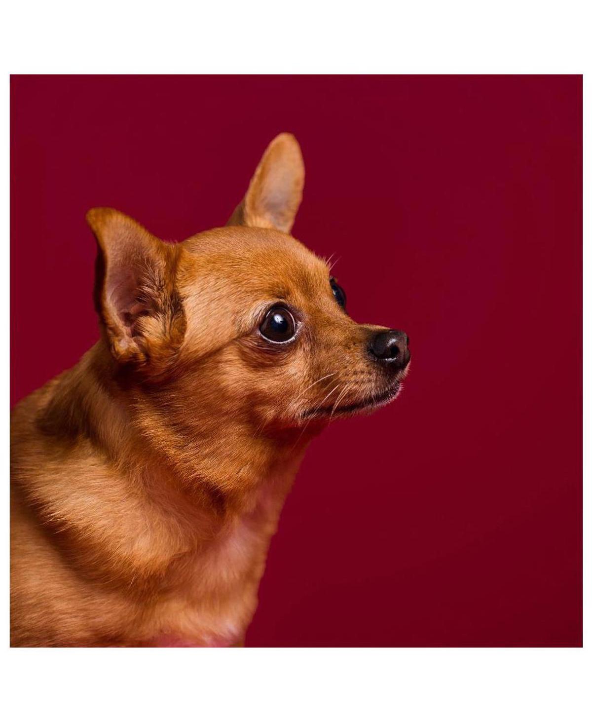 Savage Widetone Seamless Background Paper, 86" wide x 36' Crimson