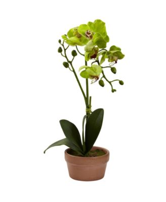4-Pc. Phalaenopsis Orchid Set with Clay Vases