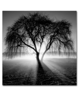 Trademark Global - Moises Levy 'Lightning Tree I' 24" x 24" Canvas Wall Art