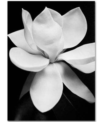 Trademark Global - Michael Harrison 'Magnolia' 35" x 47" Canvas Art Print
