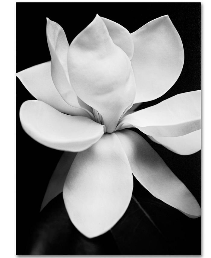 Trademark Global - Michael Harrison 'Magnolia' 35" x 47" Canvas Art Print