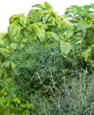 AeroGarden Goodful™ by Gourmet Herbs 6-Pod Seed Kit