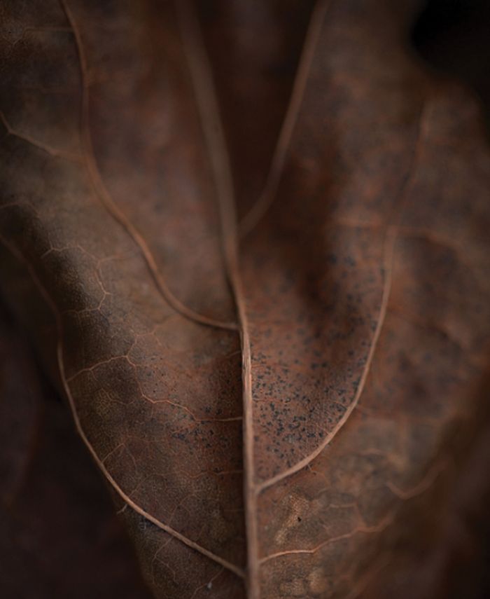 L'Arc Evasion Digo de Havane Eau de Parfum, 3.4-oz. - Macy's