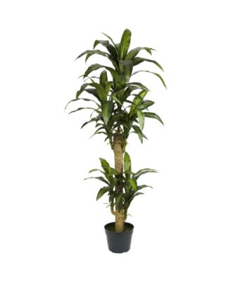 Nearly Natural - 5' Yucca Silk Plant