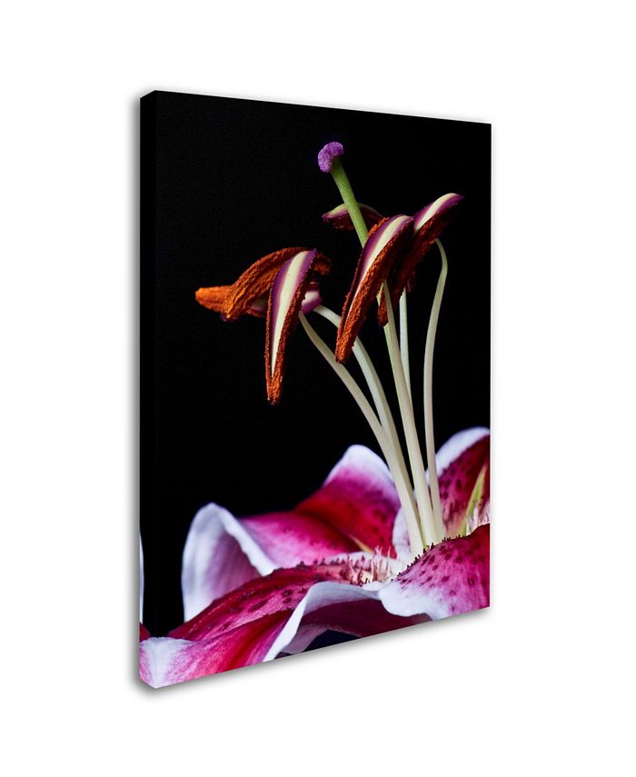 Trademark Global Lori Hutchison 'Hot Pink Lily Closeup' Canvas Art - 19 ...