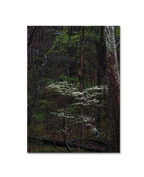 Kurt Shaffer Dogwood Trees In The Forest Canvas Art 18 X 24
