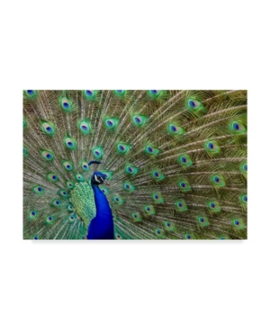 Trademark Global Galloimages Online 'peacock Proud' Canvas Art In Multi