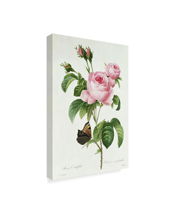 Trademark Global Pierre-Joseph Redoute 'Rosa Centifolia' Canvas Art ...