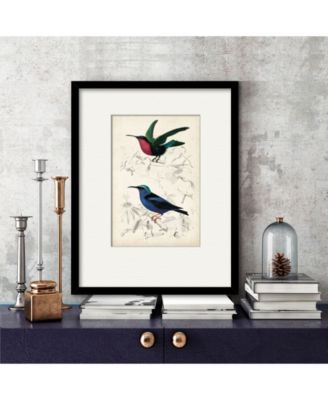 D'Orbigny Birds II 16" x 20" Framed and Matted Art