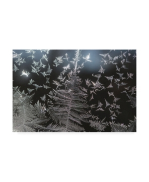 Trademark Global Kurt Shaffer Photographs Ice Crystal Patterns On My Window Canvas Art In Multi