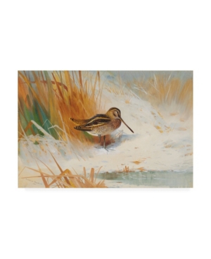Trademark Global Archibald Thorburn Snipe In The Rushes, 1901 Canvas Art In Multi