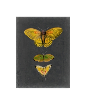 Shop Trademark Global Naomi Mccavitt Butterflies On Slate I Canvas Art In Multi